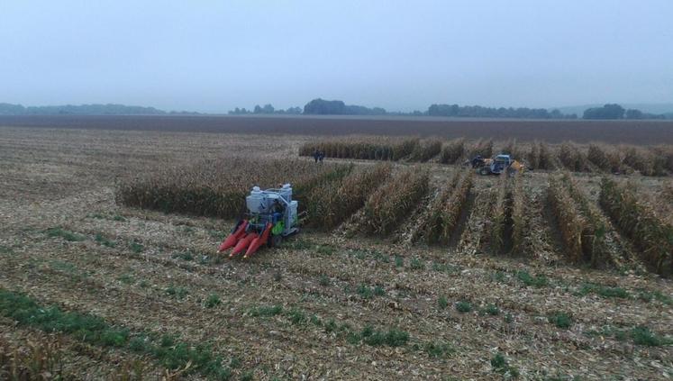 A Avernes (Val-d’Oise), le 25 octobre. Les essais maïs menés par la chambre sont actuellement en cours de récolte.