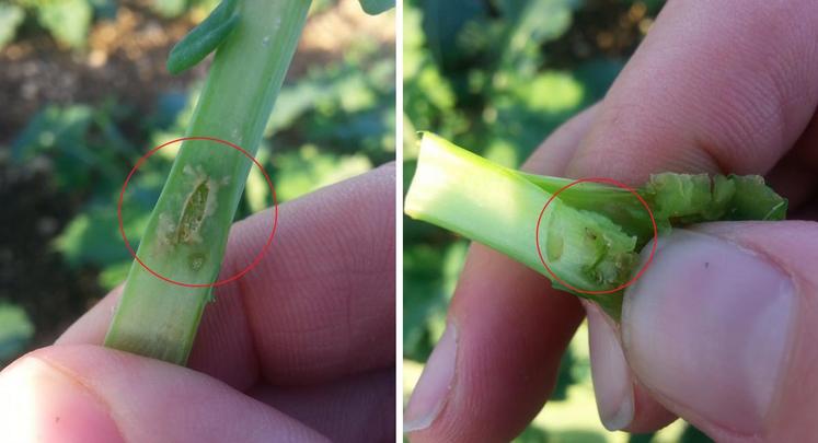 Avant toute intervention à la parcelle, la recherche de galeries et de larves est incontournable (photo : Terres inovia).