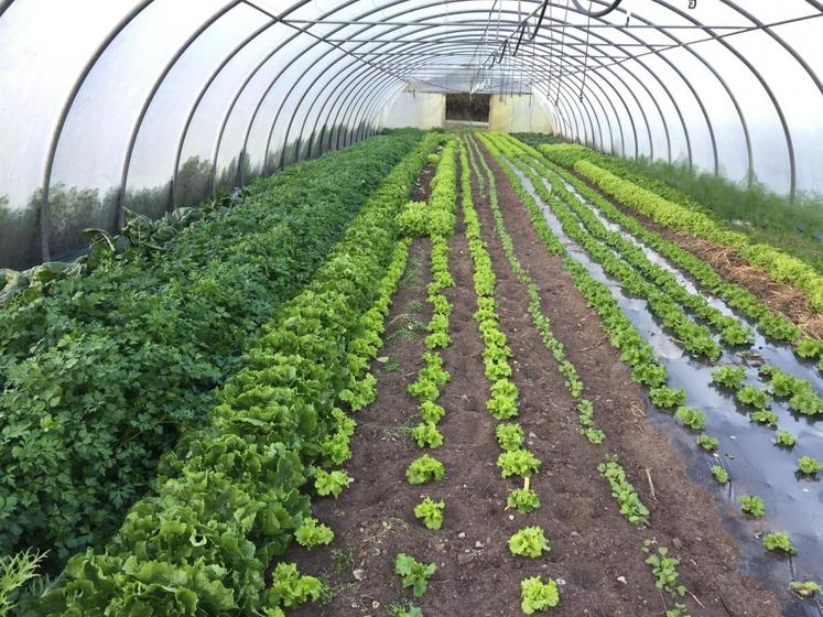 Le maraîcher produit en plein champ, sous serre en verre et sous tunnels des tomates, salades, concombres, carottes, épinards, betteraves, oignons, ou encore herbes aromatiques.