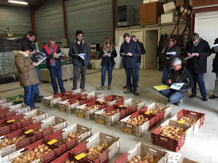 Le 8 novembre à Tour-en-Sologne. Les résultats des essais menés à la station régionale d’expérimentation légumière sur les variétés d’oignons jaunes de conservation ont été présentés.