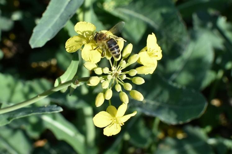 Les facteurs sanitaires, le varroa en tête, et nutritionnels seraient les principales causes de mortalité élevées des abeilles. 