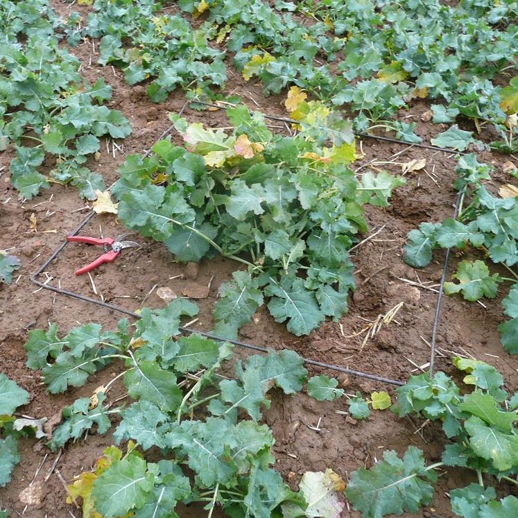 La méthode par pesée permet d’estimer la biomasse du colza avant l’hiver.