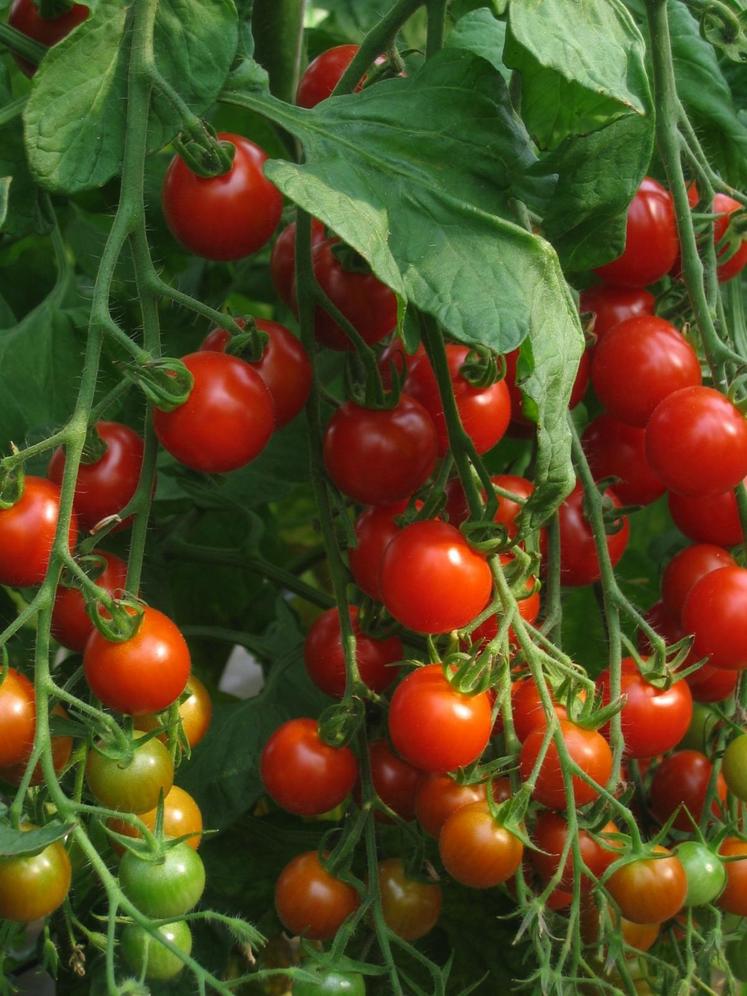 La chambre d’Agriculture a proposé une formation sur la réglementation en maraîchage.