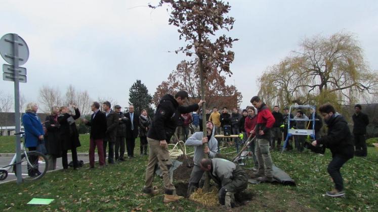 A Saint-Germain-en-Laye (Yvelines), le 25 novembre. Les professionnels du végétal, entourés des représentants du lycée agricole, ont procédé à la plantation d’un chêne pédonculé.