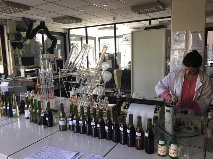 Le pôle laboratoire, agronomie et œnologie de la chambre d’Agriculture de Loir-et-Cher accompagne les vignerons pendant les vendanges et analyse 13 000 échantillons chaque année.