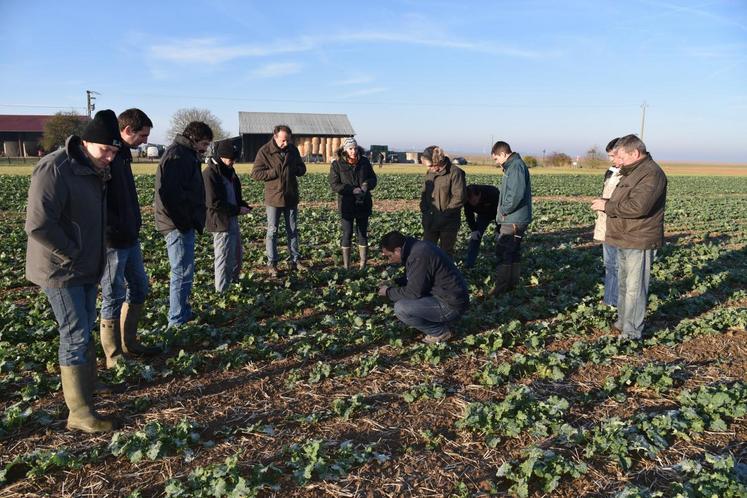 Guercheville, lundi 5 décembre. Les participants au tour de plaine observent et échangent sur une parcelle de colza.