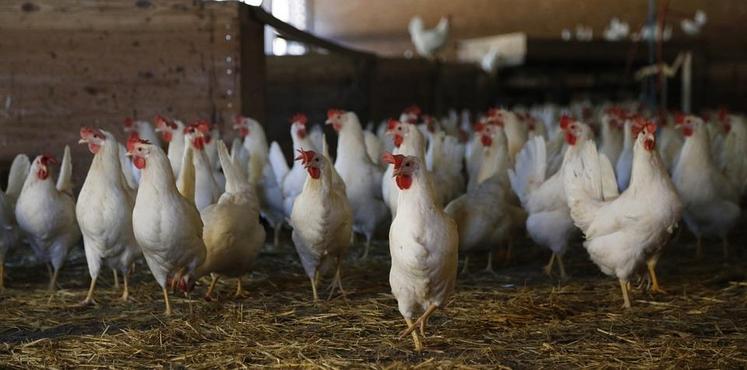 La chambre d’Agriculture a prévu trois réunions d’information sur les différentes pistes de diversification possibles. Parmi elles, les poules pondeuses. 