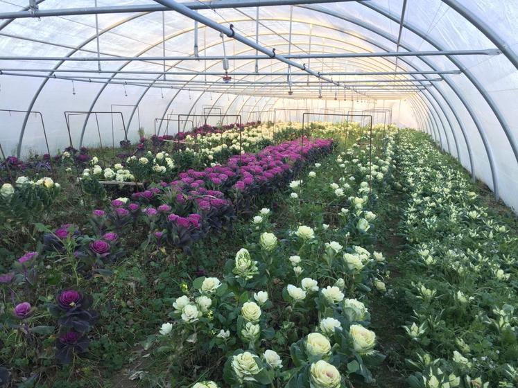 Le 8 décembre, à Cheverny. L’entreprise Coup’flor, spécialisée dans les fleurs coupées, cultive notamment des choux d’ornement blancs et violets. 