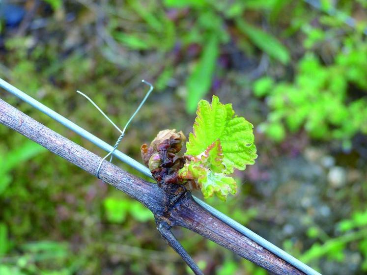 Fin avril, le gel du matin a affecté les vignes des vallées. La région a conclu à la relance des équipements en tours anti-gel.