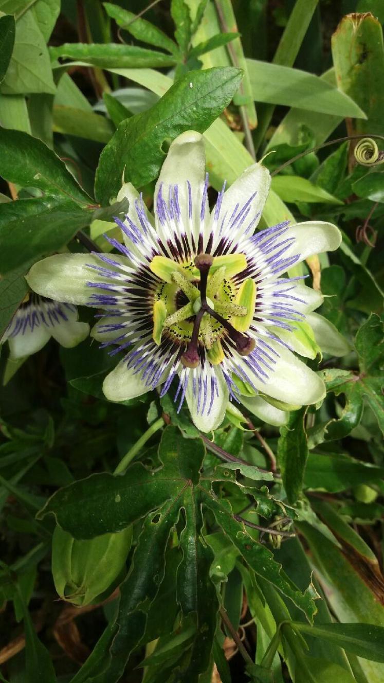 Cette photographie d’une Passiflore a obtenu le plus de suffrages.