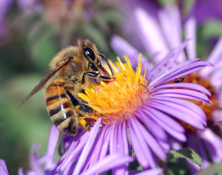 En Essonne, une formation sur l’apiculture est proposée aux agriculteurs les 17 février et 30 mai.