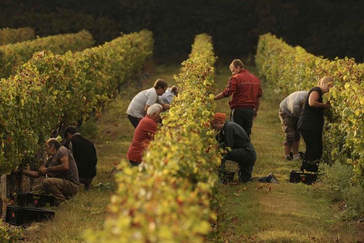 Vendanges au Domaine de Croc du Merle à Muides-sur-Loire sur les 10 hectares de vigne en appellation AOC cheverny et crémant de Loire.