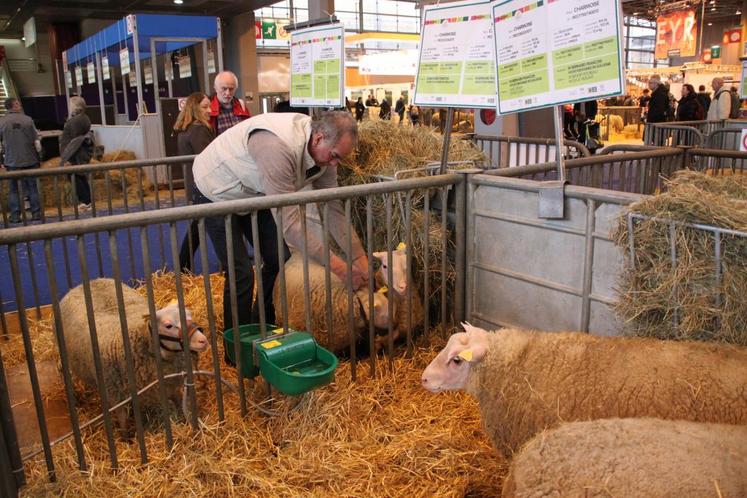Le 27 février, au salon de l’agriculture, à Paris. François Bernard, éleveur d’ovins de race charmoise à Fontaines-en-Sologne, prépare ses bêtes avant de les emmener sur le ring pour le concours de cette race.