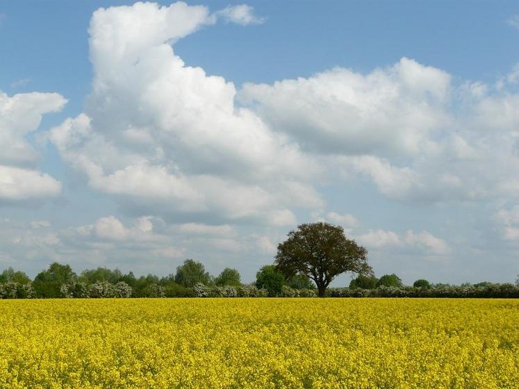 Un accompagnement est désormais proposé aux agriculteurs franciliens qui mettent en place des mesures favorables à la biodiversité. 