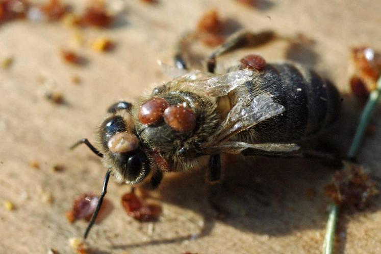 Sans moyens de lutte adaptés, l’acarien varroa peut détruire une colonie d’abeilles en deux ans.