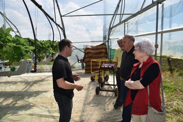 Puis féérie de couleurs sous la serre où les fraises sont en pleine production.
