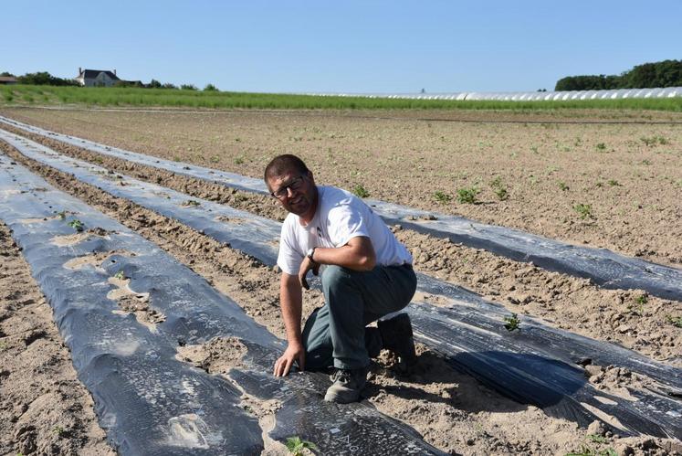 Sur l’exploitation de Denis Billault, les premières graines de cornichons sont en train de lever! Une nouvelle diversification qui montre une fois de plus l’engagement de cet agriculteur dans le développement des cultures.