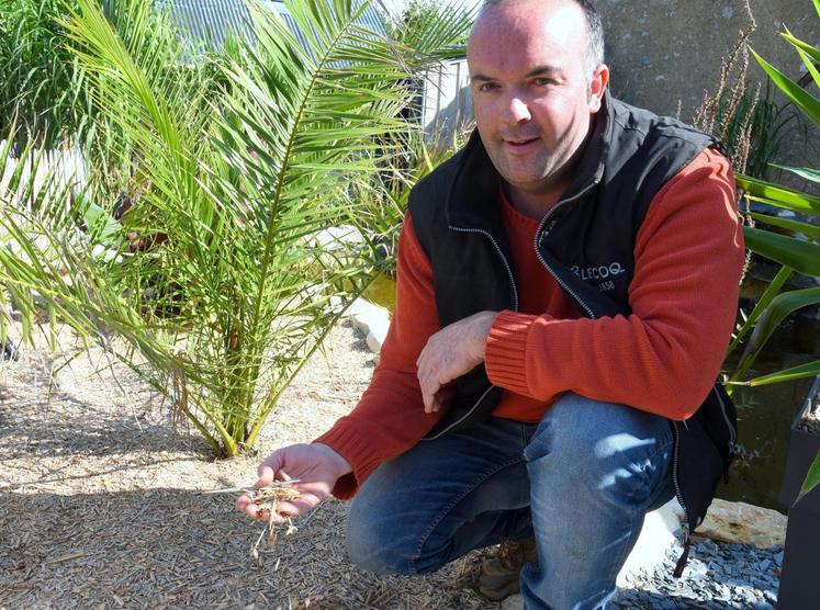 Le 12 septembre, à Moriers. Le miscanthus est excellent en paillage de massifs, mais aussi en litière pour l’élevage, assure Baptiste Frichot.