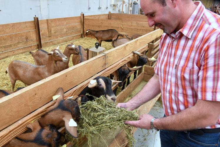 Le 4 septembre, à Gohory. Avec sa femme Marie-Claude, Gilles Boutard forme un couple d’éleveurs passionnés. Ici avec ses chevrettes qui commenceront à donner du lait au printemps.