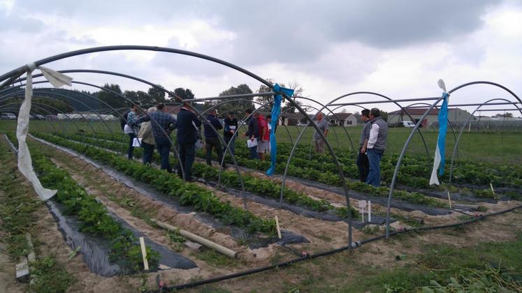 Mardi 26 septembre, près de 25 participants ont fait le tour des essais menés sur les cultures de fraises et de framboises à la station d’expérimentation Légumes Centre Action de Tour-en-Sologne.