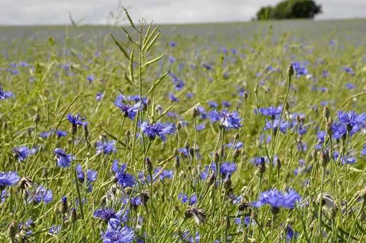 Le bleuet peut être très concurrentiel dans le colza.