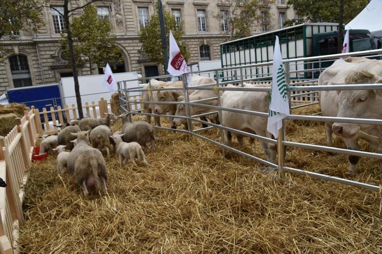 Eleveur à Echouboulains, Philippe Dufour a acheminé les bovins charolais de l’exploitation agricole du lycée Bougainville de Brie-Comte-Robert.
