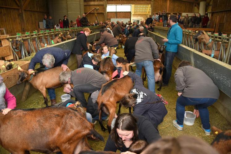 Le 15 avril, à Rueil-la-Gadelière. Les éleveurs Charlotte et Ladislas Lesniak ont organisé un concours de traite de leurs chèvres, lors des portes ouvertes du réseau Bienvenue à la ferme.