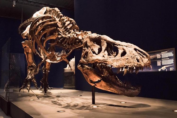 © MNHN - A. Latzoura