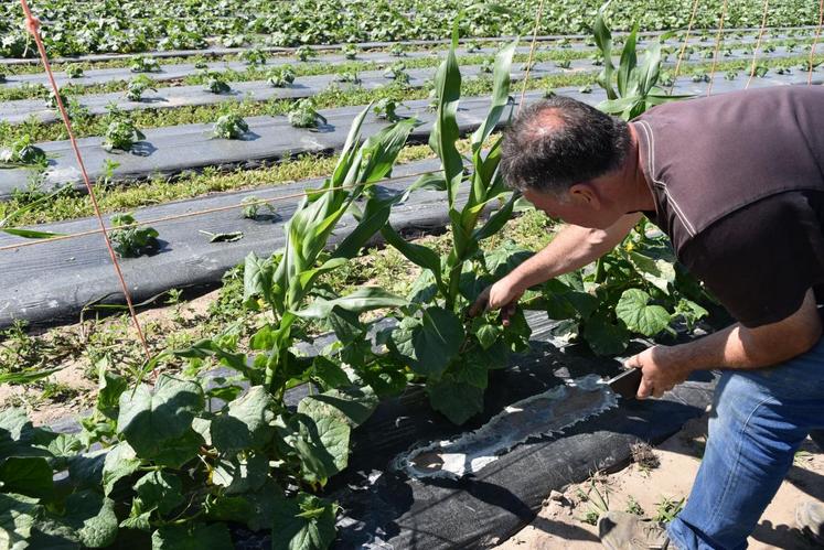  Gilles Leroux, agriculteur à Veuves, s’est lancé dans l’aventure du cornichon il y a un an. Il essaie cette année la technique hindoue du palissage.
