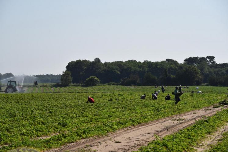 Travailleurs agricoles dans un champ.