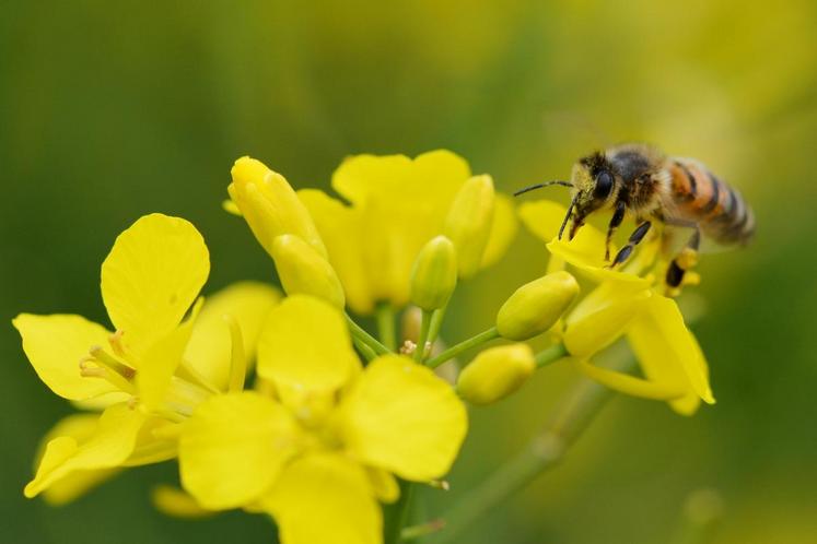 Peu de surfaces de colza ont levé cet automne du fait de la sécheresse. Les abeilles pourraient en souffrir au printemps 2019.