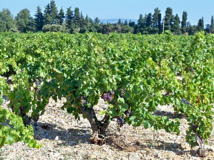 La chambre d’Agriculture de région Île-de-France organise une formation, les 17 et 18 décembre, pour les porteurs de projet en viticulture.