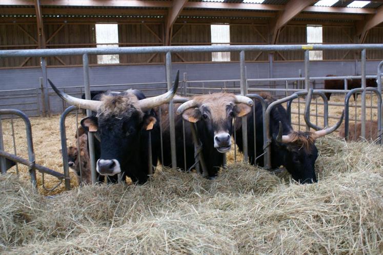 À la ferme de la Petite-Hogue à Auffargis (Yvelines), l’élevage d’aurochs d’Éric Sanceau est entièrement financé grâce à son partenariat avec l’hypermarché Leclerc voisin.