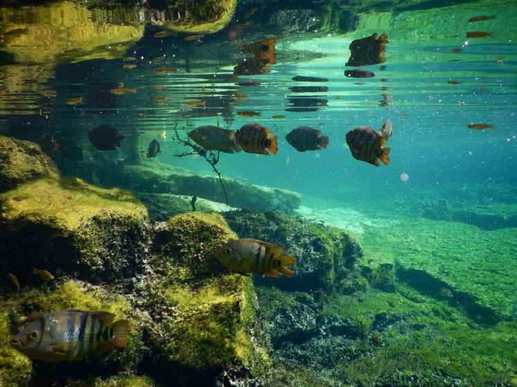 A cenote near Tulum, 2011, Pavel Kirillov - licence CC BY-SA 2.0