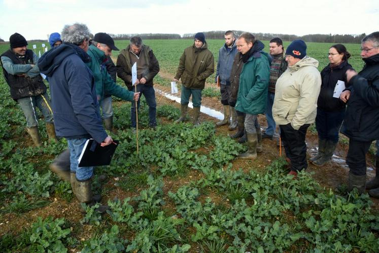 Le 11 mars, à Saint-Ange-et-Torçay. Les agriculteurs présents ont pu constater l’efficacité de nouveaux produits de désherbage en post-levée sur colza, avec la Chambre et Terres inovia.