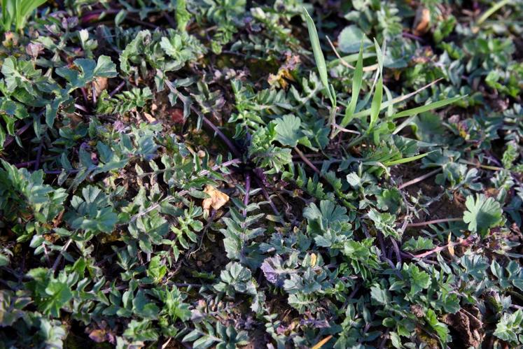 La parcelle d’essais était envahie de sisymbres.