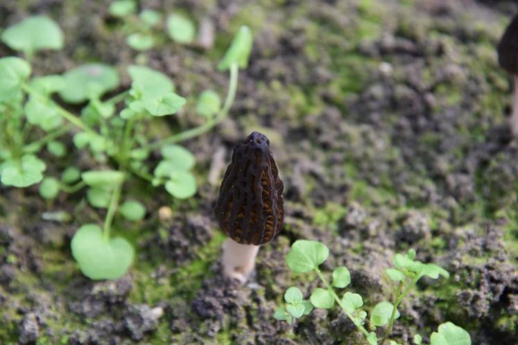 Larchant, lundi 25 mars. Philippe Girardot récolte ses morilles au rythme des commandes.
