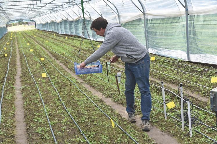 Les champignons sont délicatement posés dans des barquettes.
