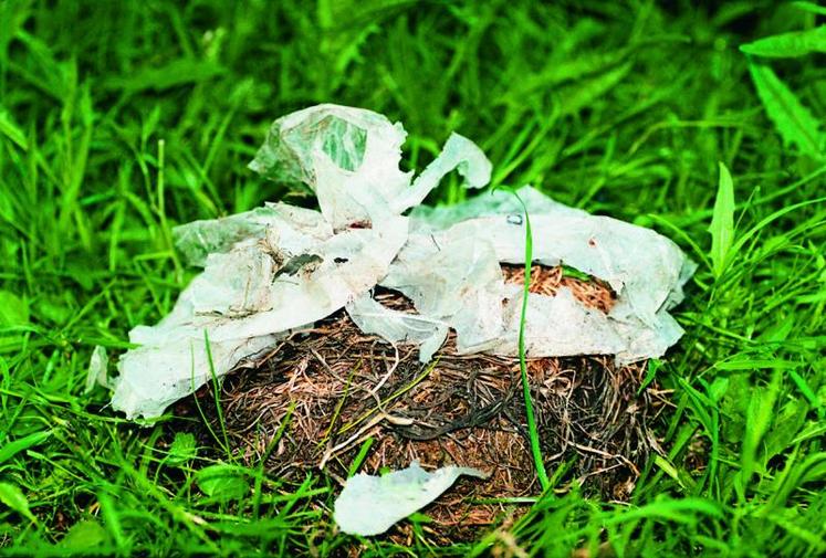 Sac biodégradable pour la collecte des déchets verts. Voici l'état de la matière plastique au 28e jour de dégradation.