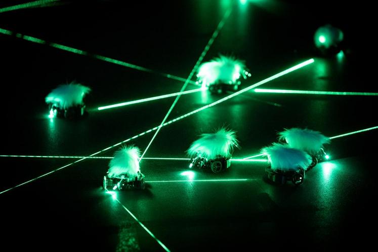 Homo stupidus stupidus, d