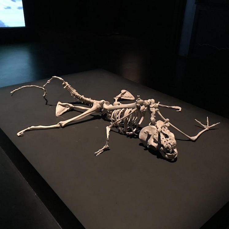 Homunculus loxodontus et Homo refugus, Margriet van Breevoort