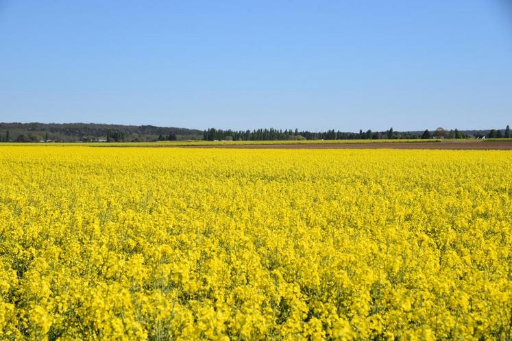 Saint-Martin-en-Bière, mardi 14 avril. Le jaune des fleurs du colza illumine la plaine.
