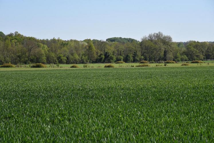 Orge, blé, pois. La plaine francilienne propose une mosaïque de verts.
