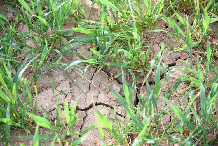 Le 16 avril, à Chamblay. Semis compliqués, pression insectes, excès d’eau, sécheresse, les perspectives moyennes de récolte sont à revoir à la baisse.