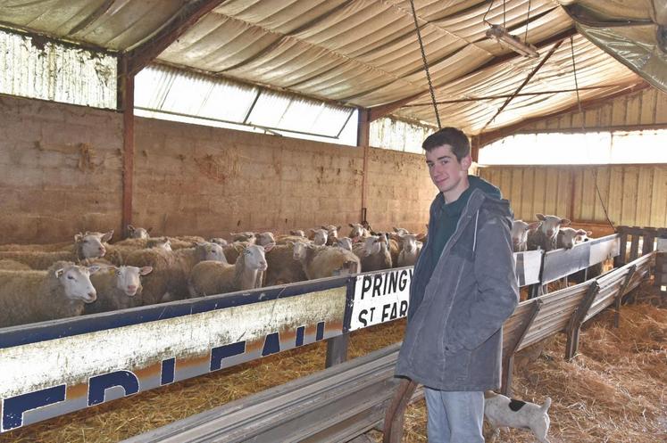 Adrien Plouvier, passionné d’élevage, au sein de la bergerie.