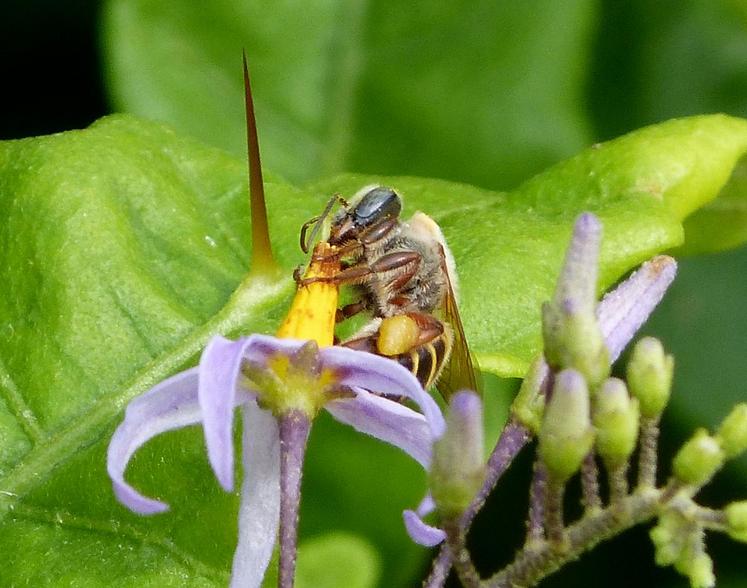 Melipona beecheii est aussi connue pour avoir... les yeux bleus ! (gailhampshire from Cradley, Malvern, U.K / CC BY 2.0)