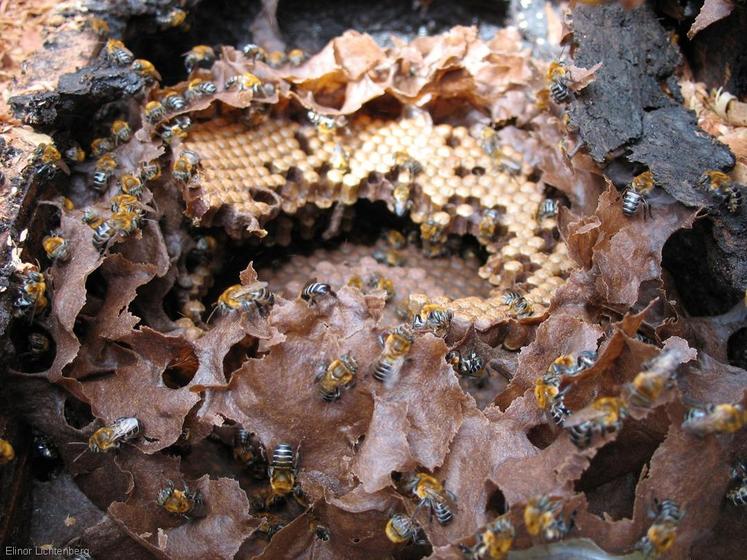 Les mélipones, ici Melipona scutellaris, construisent des loges de cérumen en forme de cylindres (Elichten, 2006 / CC BY 4.0).