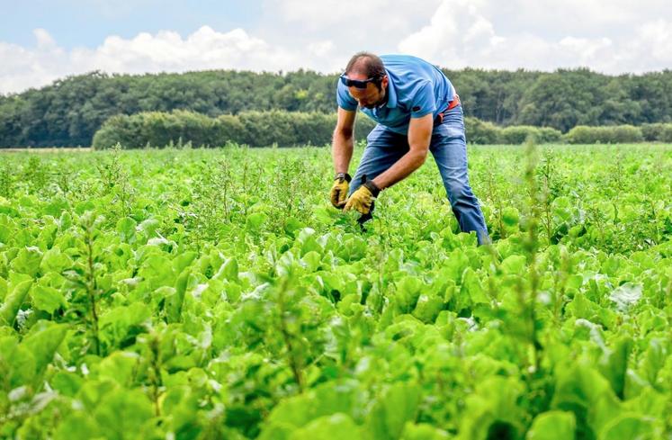 Agriculteur bio à Néron, Romain Lhopiteau a semé quinze hectares de betteraves pour Téréos cette année et a fait appel à une équipe pour les désherber manuellement.