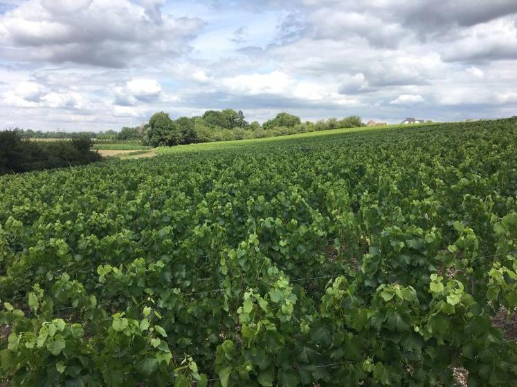 Le 6 septembre, les vendanges loirétaines 2020 sont au beau fixe !