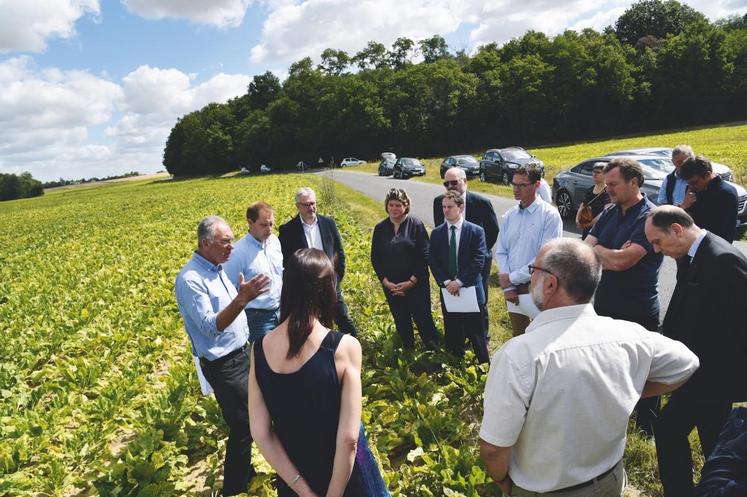 La plupart des parcelles de betteraves de Seine-et-Marne doivent faire face au développement de la jaunisse.